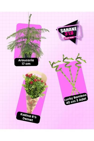 gardenkoala 3'lü Yılbaşı Seti – Salon Çamı + Kokina 6'lı Demet + Şans Bambusu...