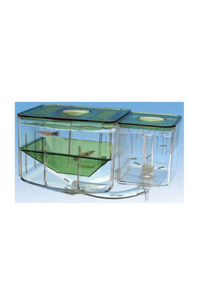 Veny's Lvsqvr (100150) Aquarium Breeding