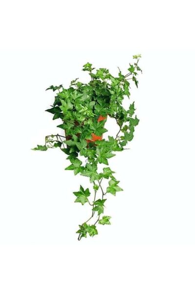 İthal Hedera Helix Sarmaşığı Saksı Ofis Ev ve Balkon Bitkisi 10-20 cm
