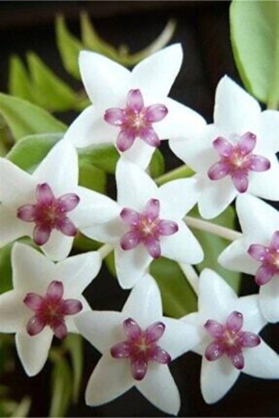 TURKİYE FİDAN Mum Çiçeği 1.kalite (20-40 Cm)