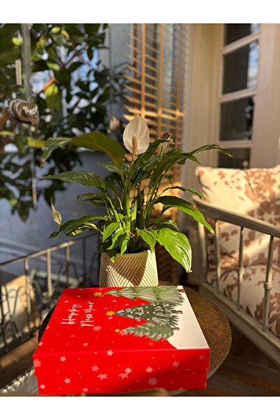 Yılbaşı Tasarım Mum & Geyikli Set