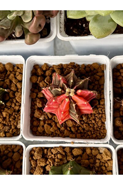 Kaktüs Premium İthal ‘Gymnocalycium’ – Kore Koleksiyonluk Özel Tür (Büyük For...