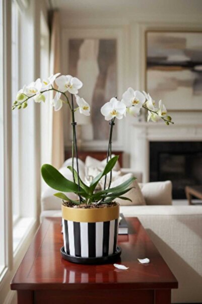 EL YAPIMI Büyük Boy Özel Tasarım Saksı + Tabak Ağaç Saksısı 2023 Model