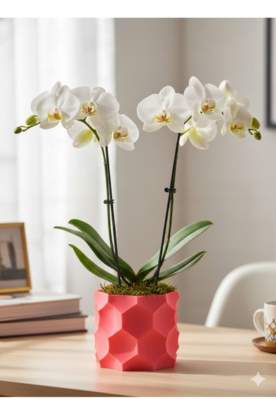 kaan3d dekoratif saksı-orkide Saksısı-Ev Gereçleri