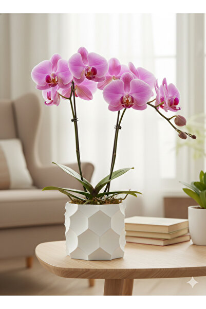 kaan3d dekoratif saksı-Orkide Saksısı-Ev Gereçleri