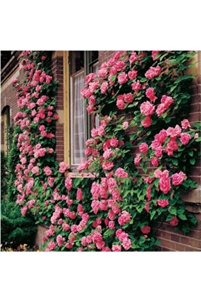 Mimoza Pembe Yediveren Sarmaşık Gül Fidanı 20-40 Cm