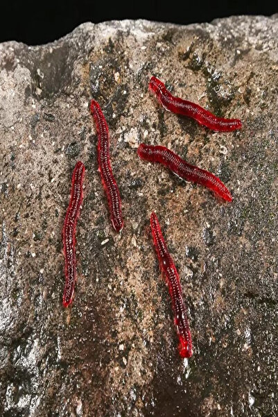 SAZAN RİG Kırmızı  Kurtçuk  Görünümlü  Solucan   10 Adet