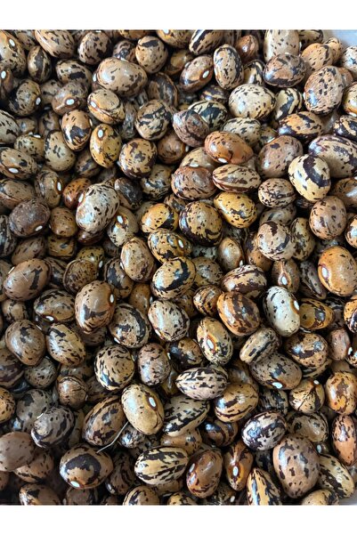 Karahasanoğlu Tarım Yerli Uzun-enli Erken Sırık Fasulye Tohumu 100 gr (ALACALI)