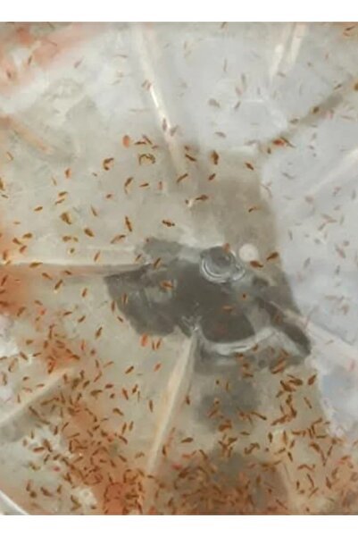 senbio Su Perisi 0,5 litre su perisi +0,5 litre Yeşil su