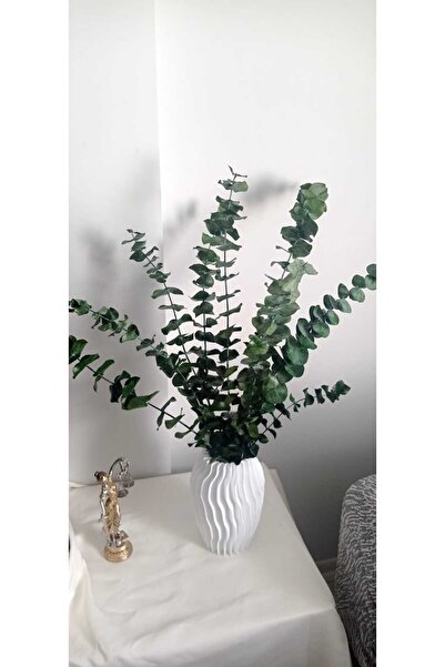 Birlik Okaliptüs Şoklanmış Yeşil Büyük Yaprak A Kalite