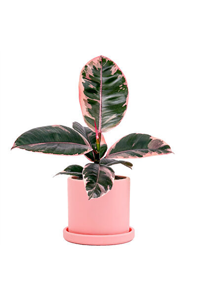 Fidanburada Pembe Alacalı Kauçuk Mini (Ficus Elastica Belize) Ruby Pembe Saksılı