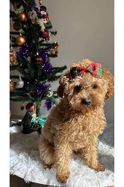 MeloKids Christmas Themed Ribbon Dog Buckle