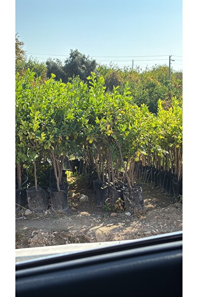 NİSASU FİDANCILIK VE PEYZAJ Yediveren Meyveli Limon Ağacı