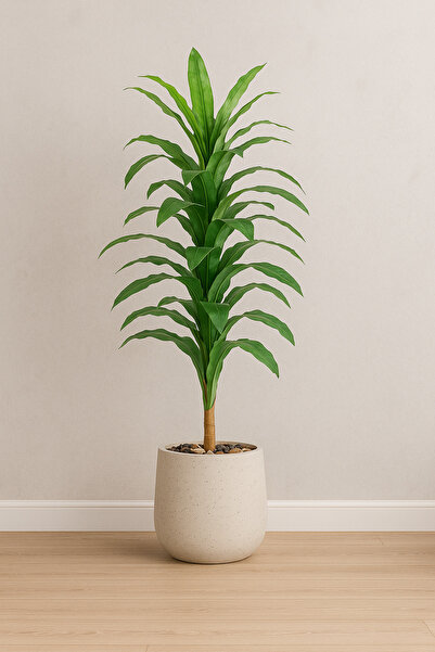 SADANHOME Corn plant in the middle of a plastic pot - 155 cm