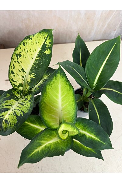 nazlı çiçekçilik Difenbahya Galaxy 9luk Saksıda