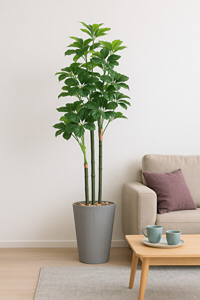 SADANHOME Schefflera tree, plastic pot - 160 cm