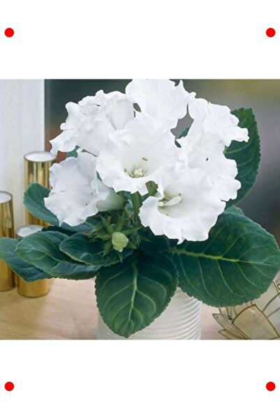 Genel Markalar Katmerli Beyaz Bardak Menekşesi Tohumu (5 Adet)