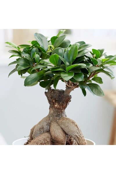 Outdoor Plant Ficus Bonsai Ginseng with thick roots, indoor air-purifying plant - 35 cm