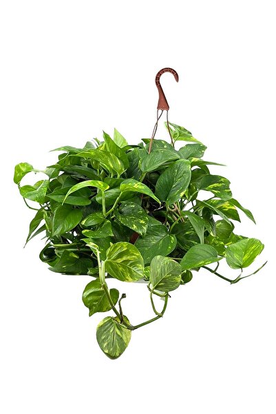 gardenkoala Salon Sarmaşığı – Epipremnum aureum Askılı Saksı