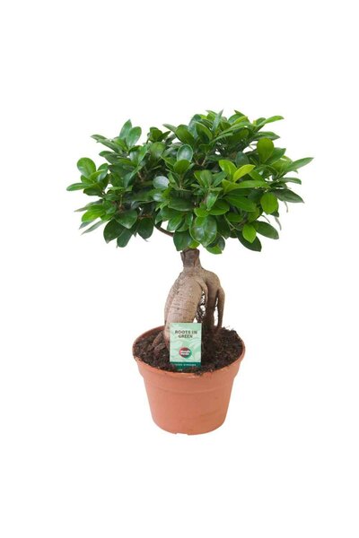 Outdoor Plant Ficus Bonsai Ginseng with thick roots, indoor air-purifying plant - 35 cm