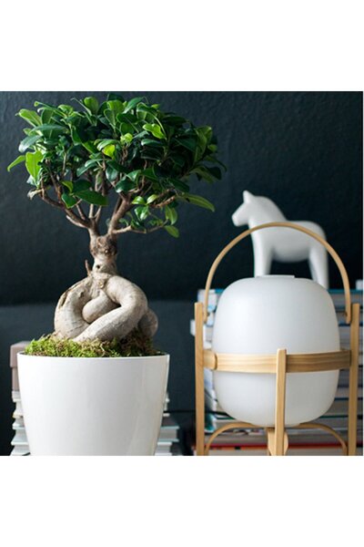 Outdoor Plant Ficus Bonsai Ginseng with thick roots, indoor air-purifying plant - 35 cm