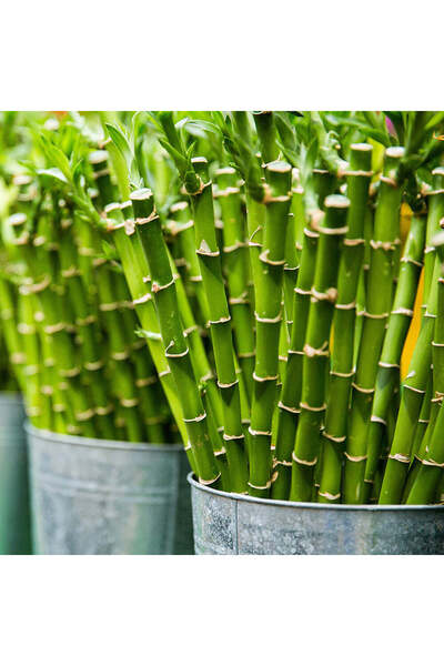 Indoor Plant Lucky Spiral Bamboo (Dracaena sanderiana) – 100 cm, decorative indoor Feng Shui plant