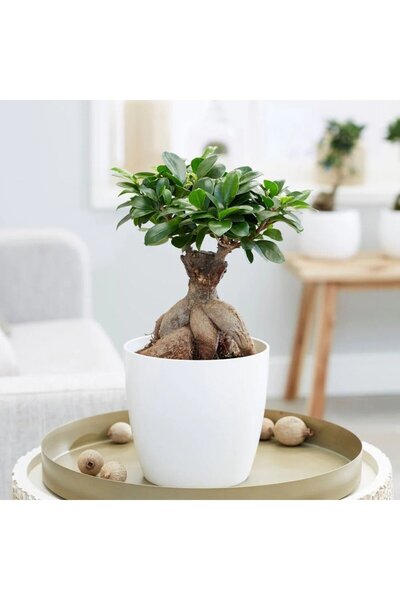 Outdoor Plant Ficus Bonsai Ginseng with thick roots, indoor air-purifying plant - 35 cm