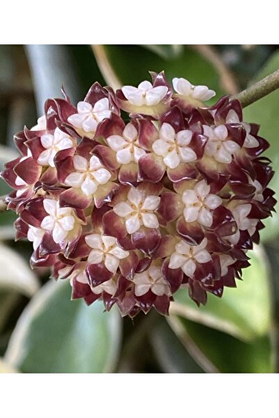 SİMAN BOTANİK Hoya Sp Kalimantan Mum Çiçeği