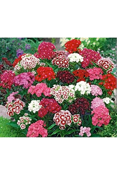 Karahasanoğlu Tarım YERLİ ÇİN KARANFİLİ (HÜSNÜ YUSUF) ÇİÇEĞİ TOHUMU 25 ADET T...