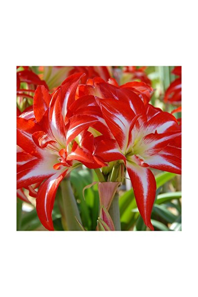 Vipfoni 3 Adet Kırmızı Beyaz Kokulu Lilyum (Zambak) Çiçeği Soğanı