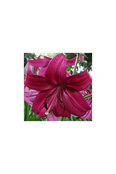 Vipfoni 3 Adet Canlı Fuşya Kokulu Lilyum (Zambak) Çiçeği Soğanı