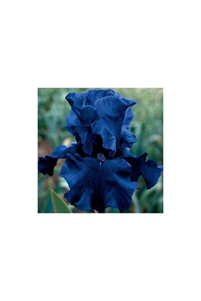 Vipfoni 2 Adet Iris-Süsen Pureobractea Çiçek Soğanı Kod 4079