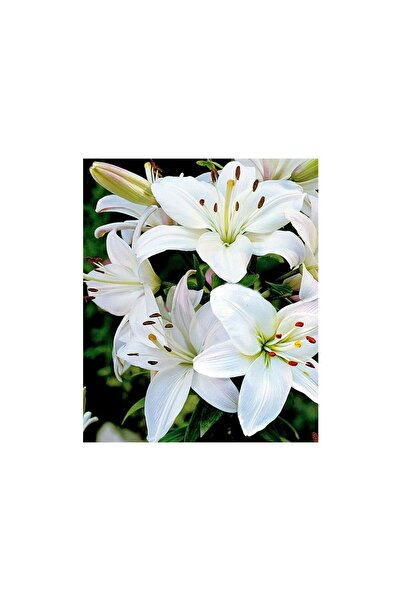 Vipfoni 3 Adet Karbeyaz Kokulu Lilyum (Zambak) Çiçeği Soğanı