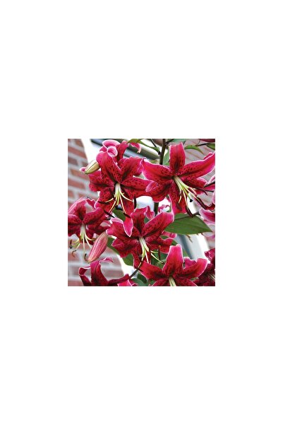 Vipfoni 3 Adet Kırmızı Kokulu Lilyum (Zambak) Çiçeği Soğanı