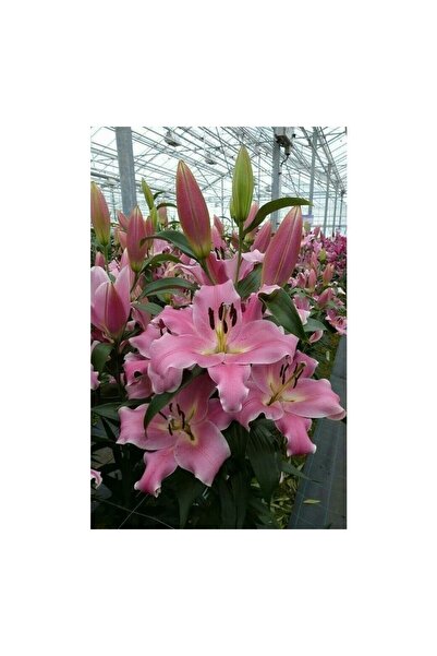 Vipfoni 3 Adet Güzel Pembe Kokulu Lilyum (Zambak) Çiçeği Soğanı