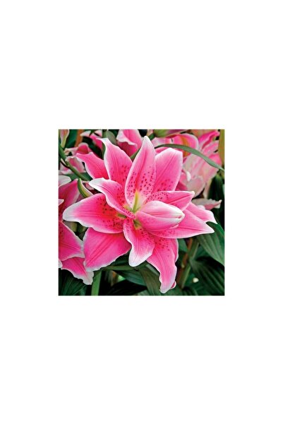 Vipfoni 3 Adet Katmerli Parlak Pembe Kokulu Lilyum (Zambak) Çiçeği Soğanı