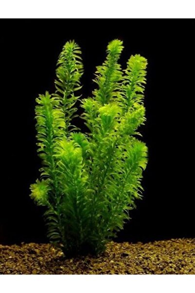 derlifbeysu yld Akvaryum bitkisi eledo (5dal) bakımı kolay