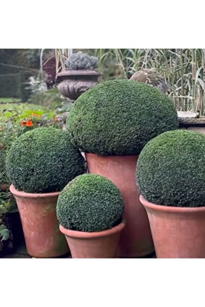 Şimşir Buxus Şekil Verilebilen Bitki