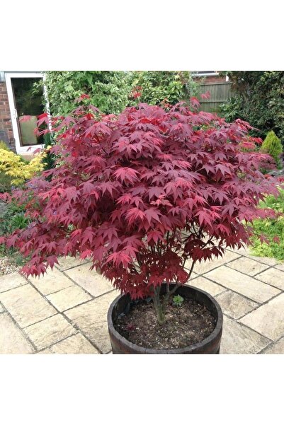 Planta de Gradina Acer palmatum Atropurpureum (arțar roșu japonez)