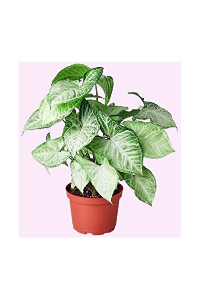 Genel Markalar Syngonium Podophyllum Melek Kanadı Çiçeği 10-20 cm