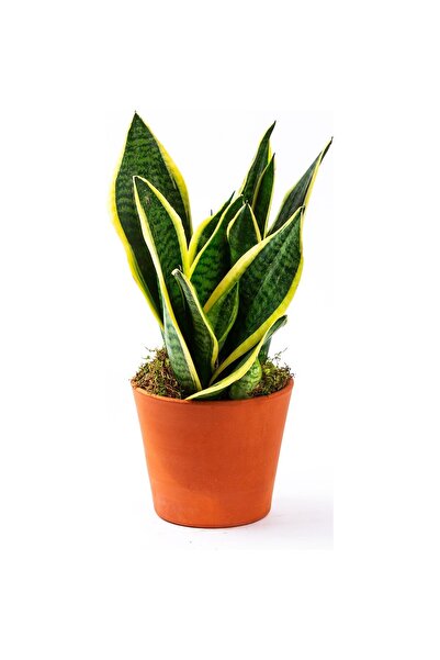 Mimoza Sarı Çizgili Paşa Kılıcı Sansevaria Peygamber Kılıç Çiçeği 10-20 cm