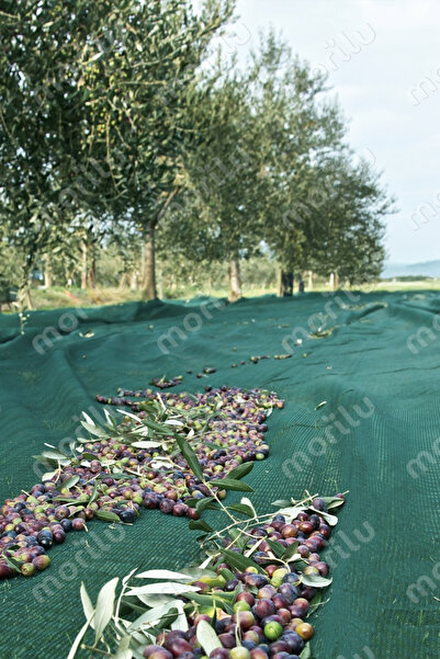 Morilu 6 x 10 M - Zeytin Toplama Filesi - %75'lik Overloklu File Sergenlik - ...