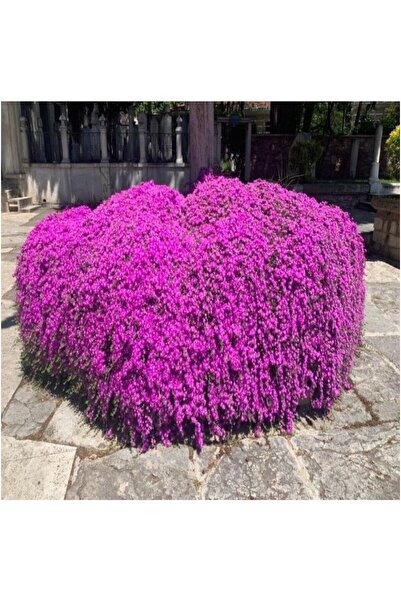 Mimoza Mor Çiçek Acem Halısı Fidanı 10-20 cm