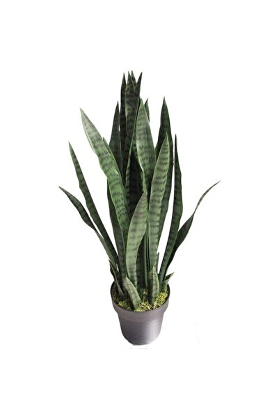 Mimoza Yeşil Yaprak Paşa Kılıcı Fidesi Fidanı Sansevieria 10-20 cm
