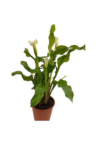 Mimoza Gelin Çiçeği Gala Çiçeği Fidanı Beyaz 10-20 cm