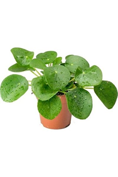 Mimoza Pilea Canlı Çiçek Çin Para Çiçeği Fidanı 10-20 cm