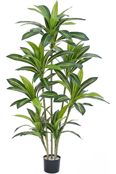 Generics شجرة دراسينا اصطناعية من ماييلو، بطول 5 أقدام، وطول 150 سم، مناسبة ل...