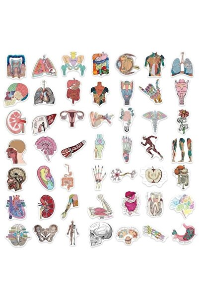 OEM Set de 50 de autocolante medicale/anatomice, multicolore