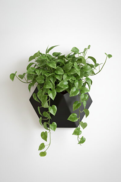 OEM Hexa Design Wall Pot – Matte Black Color