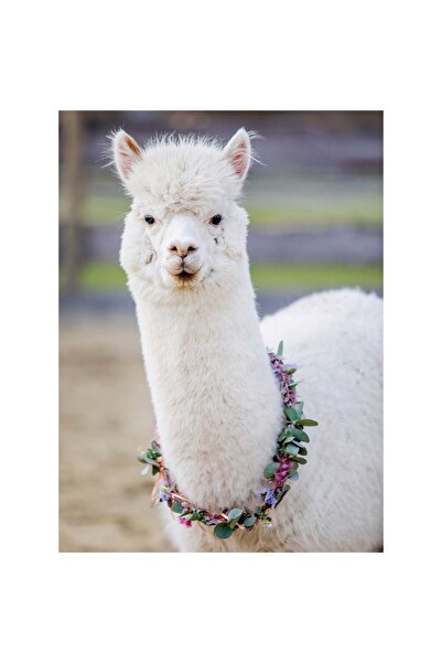 RAVENSBURGER Alpaca Puzzle, 200 Pieces